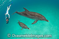 Snorkel Diver with Atlantic Spotted Dolphins Photo - Michael Patrick O'Neill