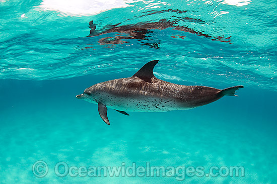 Atlantic Spotted Dolphin (Stenella frontalis). Photo taken in the White Sand Ridge, Northern Bahamas, USA. Photo - Michael Patrick O'Neill
