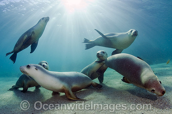 Australian Sea Lions swimming photo Australian Sea Lions swimming photo