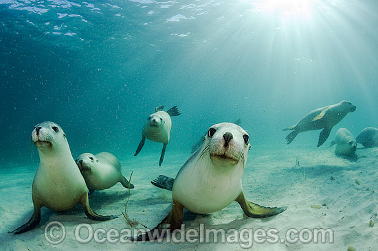 Australian Sea Lions swimming photo