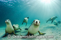 Australian Sea Lions swimming Photo - Michael Patrick O'Neill