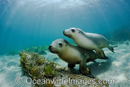 Australian Sea Lions playing photo