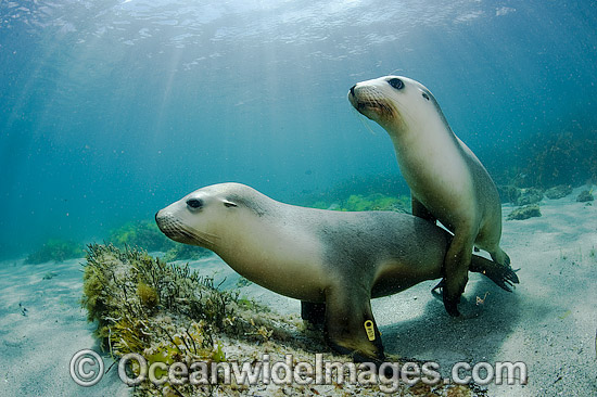 Australian Sea Lions swimming photo Australian Sea Lions swimming photo