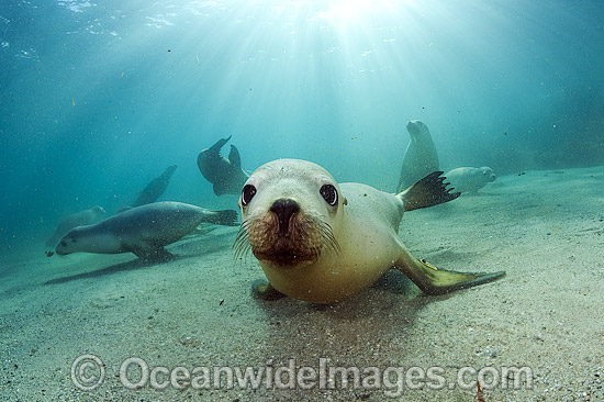 Australian Sea Lions underwater photo