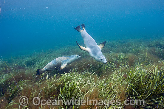 Australian Sea Lions swimming underwater photo