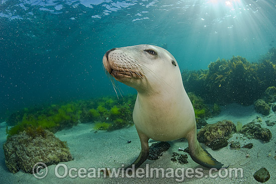 Australian Sea Lions playing photo