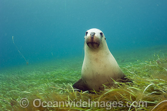 Australian Sea Lions swimming photo