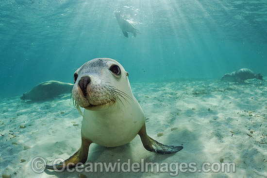 Australian Sea Lions playing and swimming photo