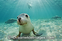 Australian Sea Lions playing and swimming Photo - Michael Patrick O'Neill
