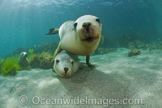 Australian Sea Lions swimming photo