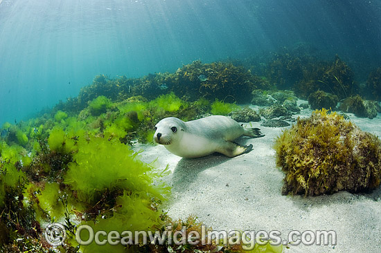 Australian Sea Lions playing photo