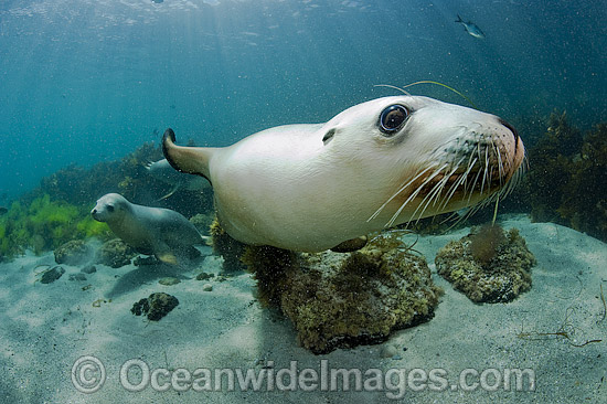 Australian Sea Lions swimming photo