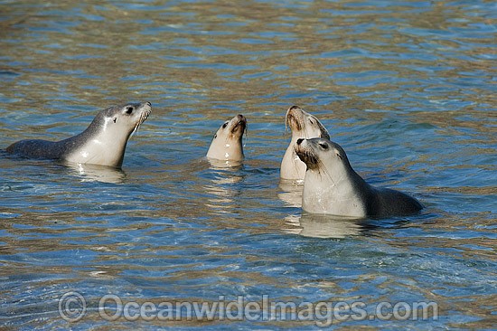 Australian Sea Lions playing in the shallows photo