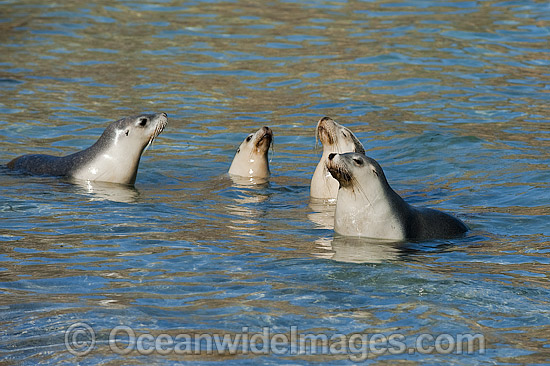 Australian Sea Lions playing in the shallows photo Australian Sea Lions playing in the shallows photo
