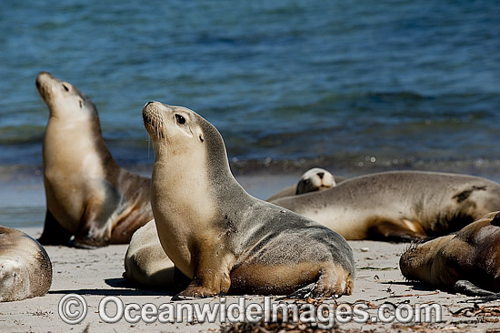Australian Sea Lions on Hopins Island photo Australian Sea Lions on Hopins Island photo