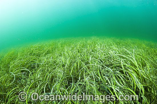 Seagrass (Heterozostera tasmanica). Found in shallow sheltered sea beds on moderately exposed sand in temperate Australian waters. Photo taken in Port Hughes, South Australia. Photo - Michael Patrick O'Neill Seagrass (Heterozostera tasmanica). Found in shallow sheltered sea beds on moderately exposed sand in temperate Australian waters. Photo taken in Port Hughes, South Australia. Photo - Michael Patrick O'Neill
