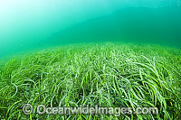 Seagrass Heterozostera tasmanica Photo - Michael Patrick O'Neill