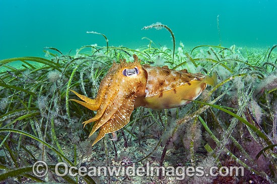 Giant Cuttlefish (Sepia apama), juvenile amongst Sea Grass. Port Hughes, Yorke Peninsula, South Australia. Photo - Michael Patrick O'Neill