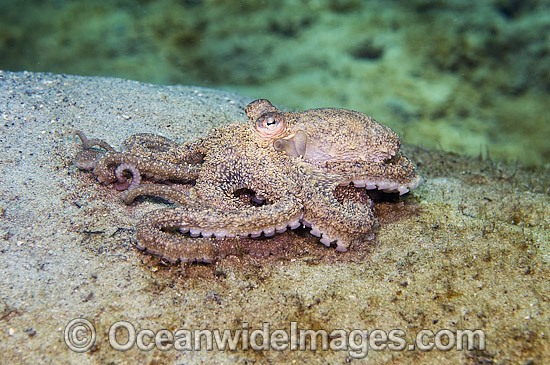Caribbean Long Arm Octopus Octopus defilippi photo