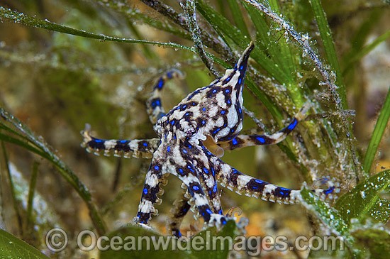 Blue-ringed Octopus photo