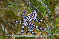 Blue-ringed Octopus Photo - Michael Patrick O'Neill