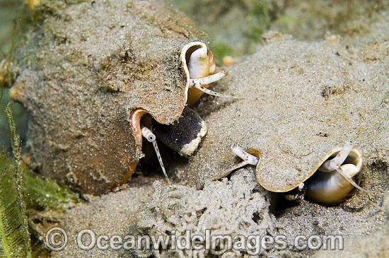 Milk Conch mating pair photo