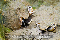 Milk Conch mating pair Photo - Michael Patrick O'Neill