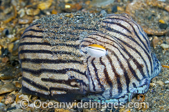 Striped Pyjama Squid Sepioloidea lineolata photo Striped Pyjama Squid Sepioloidea lineolata photo