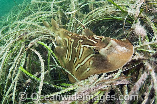 Southern Fiddler Ray in Sea Grass photo