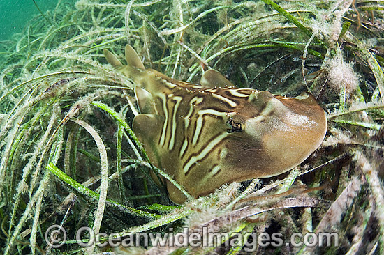 Southern Fiddler Ray in Sea Grass photo Southern Fiddler Ray in Sea Grass photo