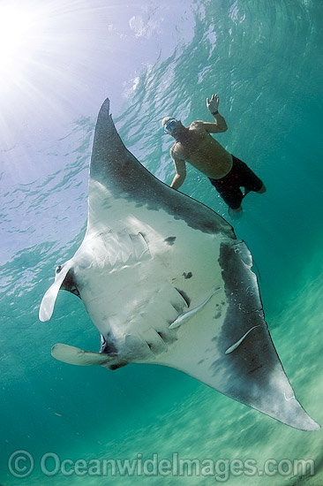 Manta Ray with Snorkel Diver photo