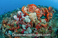 Coral Reef Florida Photo - Michael Patrick O'Neill