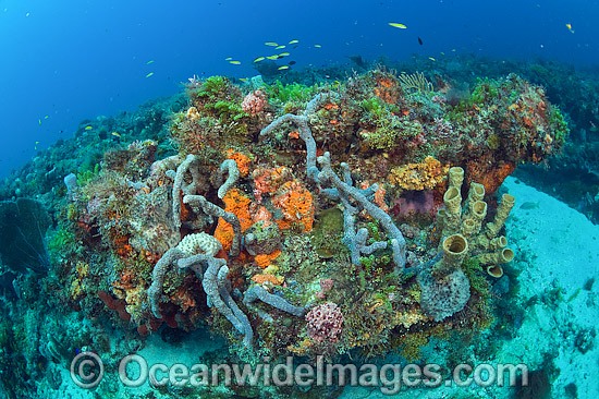 Coral Reef Florida photo