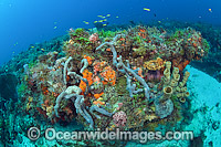 Coral Reef Florida Photo - Michael Patrick O'Neill