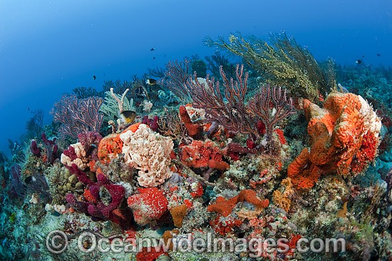 Coral Reef Florida photo