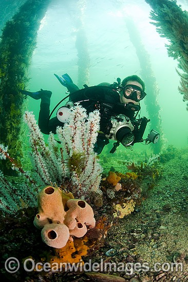 Underwater photographer exploring underneath Port Hughes Jetty or Pier, with pilings covered and encrusted with temperate sponges and corals. South Australia. Photo - Michael Patrick O'Neill