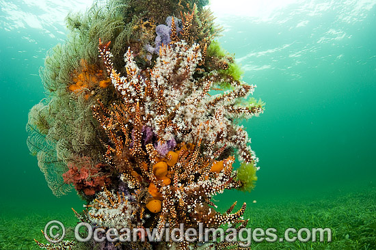 Jetty or Pier Pylons covered and encrusted with a wide variety of temperate and cold-water sponges and corals. Port Hughes, South Australia. Photo - Michael Patrick O'Neill Jetty or Pier Pylons covered and encrusted with a wide variety of temperate and cold-water sponges and corals. Port Hughes, South Australia. Photo - Michael Patrick O'Neill