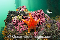 Underwater habitat Edithburgh Jetty Photo - Michael Patrick O'Neill