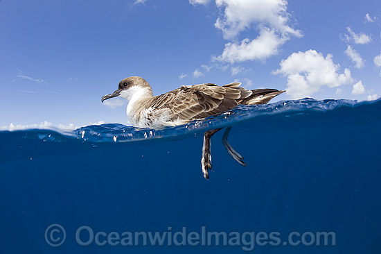 Great Shearwater (Puffinus gravis), photographed resting on the surface offshore Palm Beach, Florida, USA. Photo - Michael Patrick O'Neill Great Shearwater (Puffinus gravis), photographed resting on the surface offshore Palm Beach, Florida, USA. Photo - Michael Patrick O'Neill