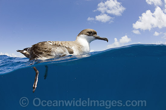 Great Shearwater (Puffinus gravis), photographed resting on the surface offshore Palm Beach, Florida, USA. Photo - Michael Patrick O'Neill Great Shearwater (Puffinus gravis), photographed resting on the surface offshore Palm Beach, Florida, USA. Photo - Michael Patrick O'Neill