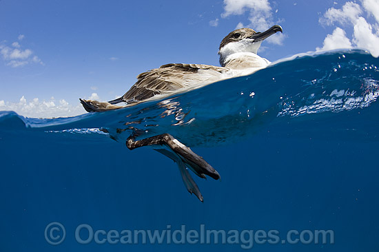 Great Shearwater (Puffinus gravis), photographed resting on the surface offshore Palm Beach, Florida, USA. Photo - Michael Patrick O'Neill Great Shearwater (Puffinus gravis), photographed resting on the surface offshore Palm Beach, Florida, USA. Photo - Michael Patrick O'Neill
