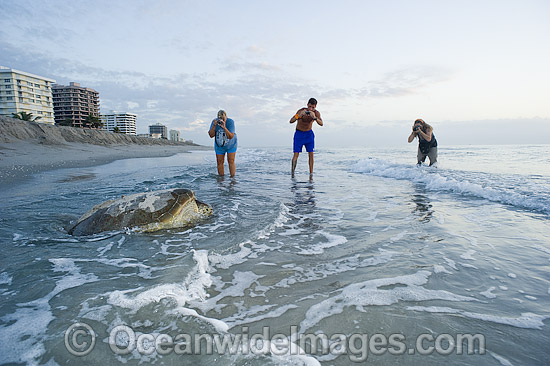 Green Sea Turtle returning to sea after laying eggs photo
