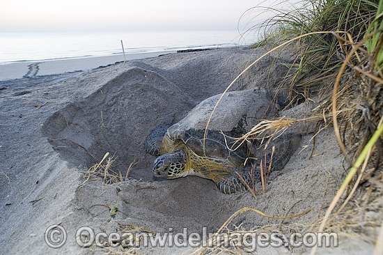 Green Sea Turtle covering nest photo