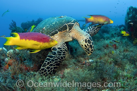 Hawksbill Turtle eating sponges photo
