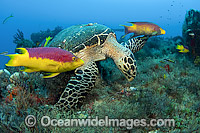 Hawksbill Turtle eating sponges Photo - Michael Patrick O'Neill