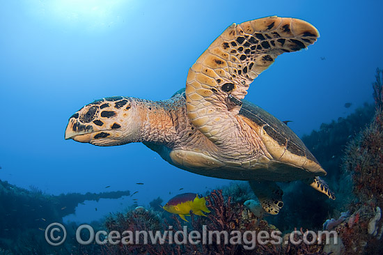 Hawksbill Turtle swimming photo