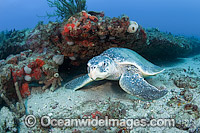 Kemp's Ridley Sea Turtle Photo - Michael Patrick O'Neill