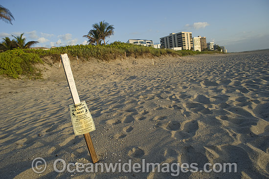 Leatherback Turtle nest warning sign photo