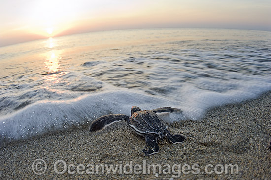 Leatherback Turtle hatchling photo