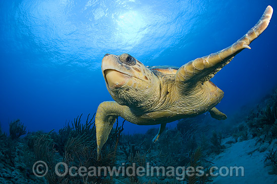 Loggerhead Turtle photo